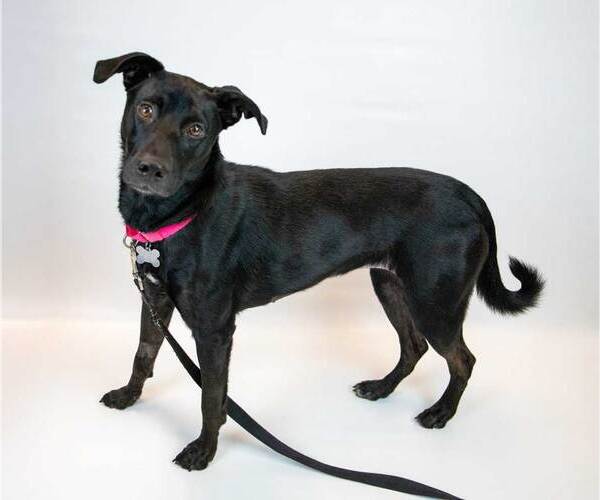 Medium Photo #6 Sheprador Puppy For Sale in Kennesaw, GA, USA