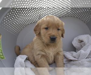 Golden Retriever Puppy for sale in SENECA FALLS, NY, USA