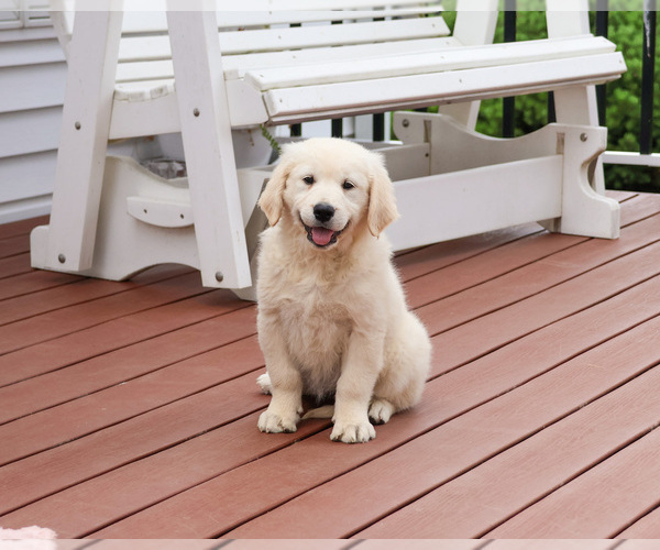 Medium Photo #8 English Cream Golden Retriever Puppy For Sale in SYRACUSE, IN, USA