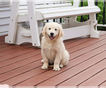 Small #7 English Cream Golden Retriever