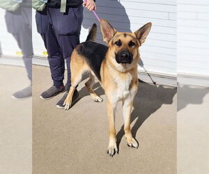 German Shepherd Dog Dogs for adoption in Louisville, KY, USA