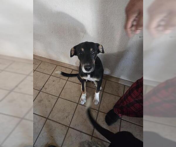 Medium Photo #1 Labrador Retriever-Unknown Mix Puppy For Sale in Houston, TX, USA