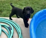 Small Photo #5 Labrador Retriever Puppy For Sale in GERMANTOWN, IL, USA