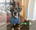 Small #2 American Pit Bull Terrier