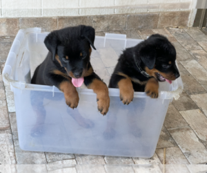 Rottweiler Puppy for sale in HOUSTON, TX, USA