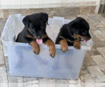 Small Photo #1 Rottweiler Puppy For Sale in HOUSTON, TX, USA