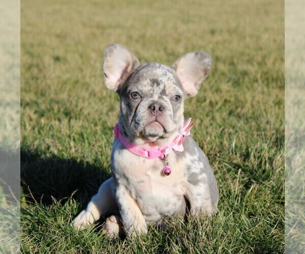 Medium Photo #6 French Bulldog Puppy For Sale in FRESNO, OH, USA