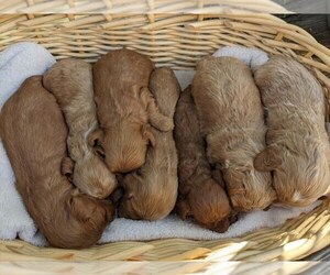 Cock-A-Poo-Poodle (Miniature) Mix Litter for sale in SALEM, MO, USA