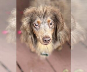 Dachshund Dogs for adoption in Sioux Falls, SD, USA