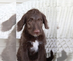 Small Photo #3 Labradoodle Puppy For Sale in ROARING SPRING, PA, USA