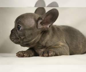 French Bulldog Puppy for sale in SUGAR LAND, TX, USA