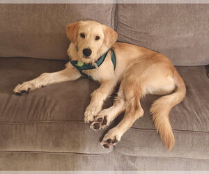 Labradoodle Dogs for adoption in St. Louis Park, MN, USA