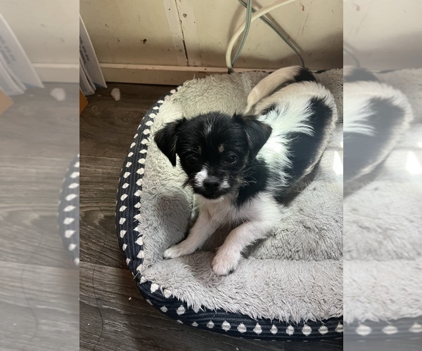 Medium Photo #7 Shorkie Tzu Puppy For Sale in LEBANON, OR, USA