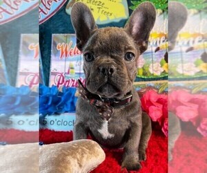 French Bulldog Puppy for sale in HEATHROW, FL, USA