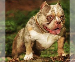 Father of the American Bully puppies born on 07/10/2023