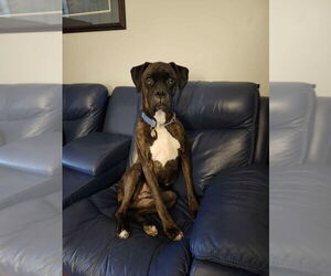 Boxer Dogs for adoption in Brights Grove, Ontario, Canada