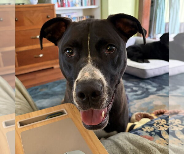 Medium Photo #7 Great Dane-Unknown Mix Puppy For Sale in Minneapolis, MN, USA