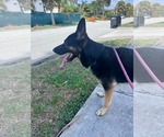 Small #5 German Shepherd Dog