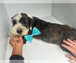 A663659 - Male Miniature Schnauzer-Unknown Mix Dog for Adoption - Small photo