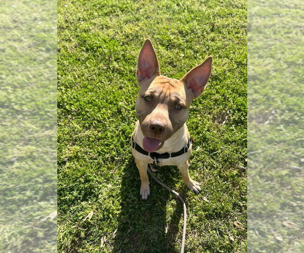 Medium Photo #2 Mutt Puppy For Sale in FRAMINGHAM, MA, USA