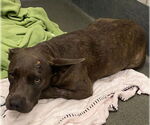 Small American Staffordshire Terrier Mix