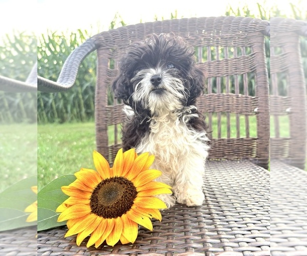 Medium Photo #3 Cavapoo (Toy) Puppy For Sale in WEST SALEM, OH, USA