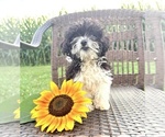 Small #2 Cavapoo (Toy)