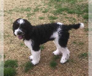 Labradoodle Puppy for sale in SHERMAN, TX, USA