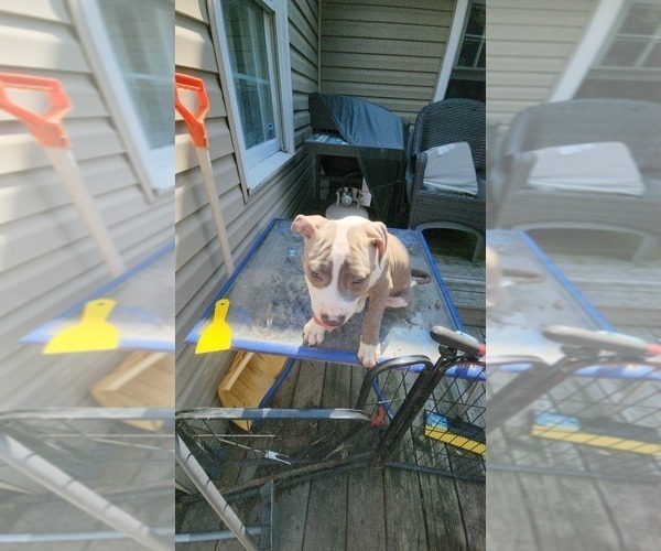 Medium Photo #29 American Bully Puppy For Sale in HARRISBURG, PA, USA