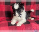 Small Photo #9 Border Collie Puppy For Sale in LAKELAND, FL, USA