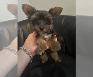 Morkie Puppy for sale in VIRGINIA BEACH, VA, USA