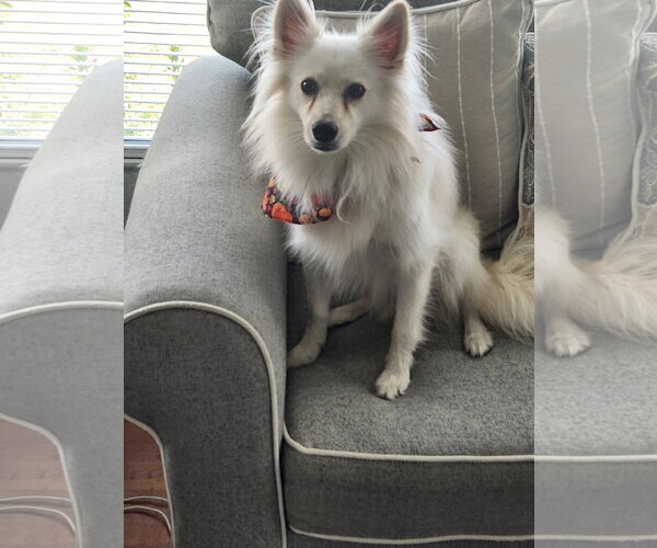 Medium Photo #4 American Eskimo Dog Puppy For Sale in Pikesville, MD, USA