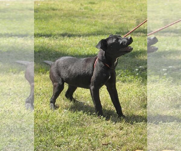 Medium Photo #4 Labrador Retriever-Unknown Mix Puppy For Sale in Yardley, PA, USA