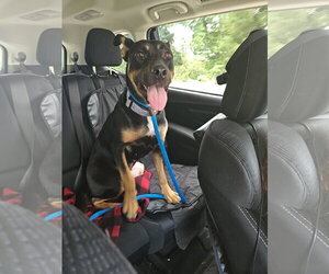 BAILEY** - Female Shepweiller Dog for Adoption