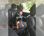 BAILEY** - Female Shepweiller Dog for Adoption - Small photo