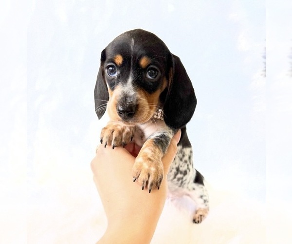 Medium Photo #13 Dachshund Puppy For Sale in DAVIS, CA, USA