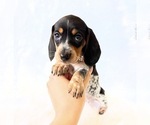 Small #12 Dachshund