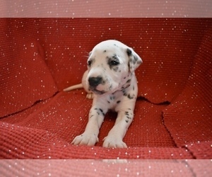 Dalmatian Puppy for sale in HUNTINGTON, AR, USA
