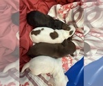 Small #3 Dachshund