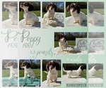 Image preview for Ad Listing. Nickname: Poppy