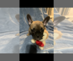 Small Photo #9 French Bulldog Puppy For Sale in POMONA, CA, USA