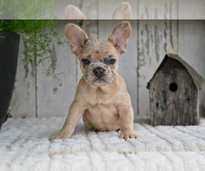 French Bulldog Puppy for sale in MILLERSBURG, OH, USA