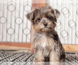 YorkiePoo Puppy for sale in NAPLES, FL, USA