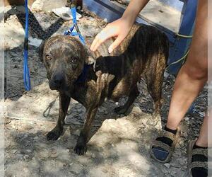 American Staffordshire Terrier-Unknown Mix Dogs for adoption in San Antonio, TX, USA