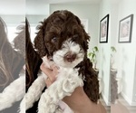 Small #5 Poodle (Standard)