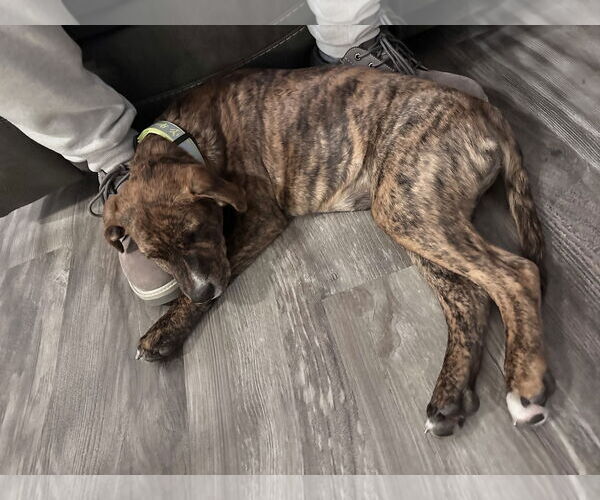 Medium Photo #5 German Shepherd Dog-Unknown Mix Puppy For Sale in Princeton, MN, USA