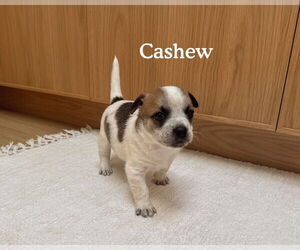 Boston Huahua Dogs for adoption in Bellevue, WA, USA