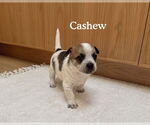 Small Boston Huahua