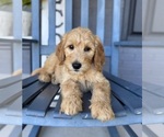 Small #2 Goldendoodle