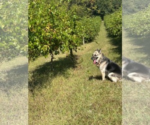 Maggie - Female German Shepherd Dog Dog for Adoption - Photo #5